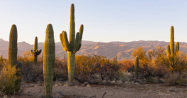 Jour numéro 4 : Cactus