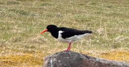 Les oiseaux d’ici