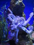 Octopus ma Muse
