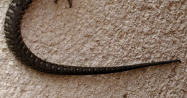 Lézardage