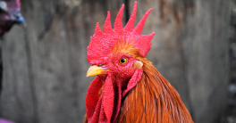 Crête-de-coq