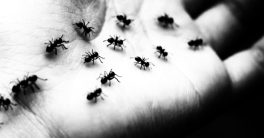 Saison 1 Épisode 1 : Les fourmis