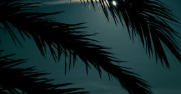 Nuit créole