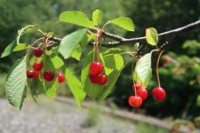 Le temps des cerises