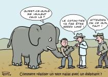 Et si les éléphants attrapent la Covid !