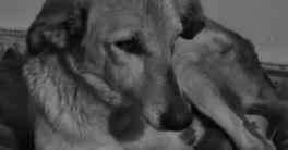 Le Regard d'une Princesse