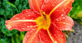 Douce pluie