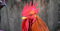 Crête-de-coq