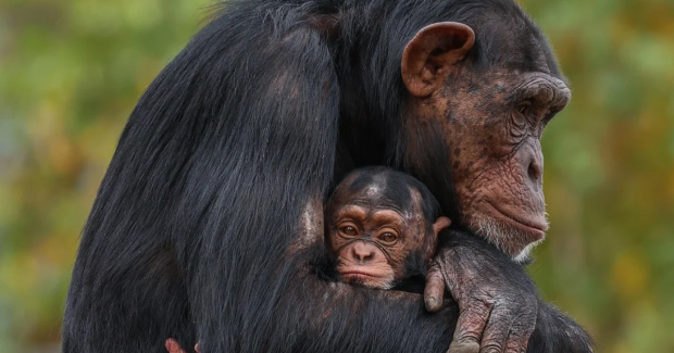 Compassion