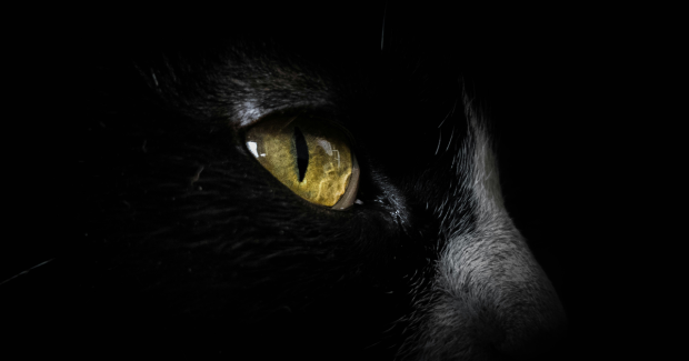 Jeud’IA : Pangram