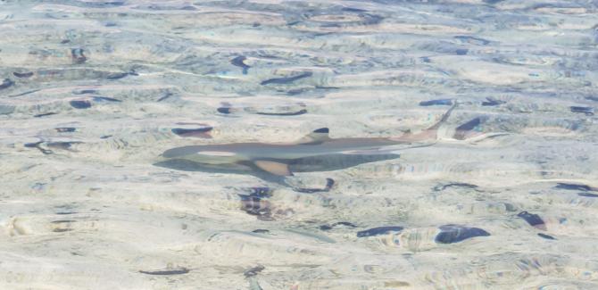 Eating with sharks (Manger avec les requins)