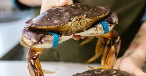 Crabe