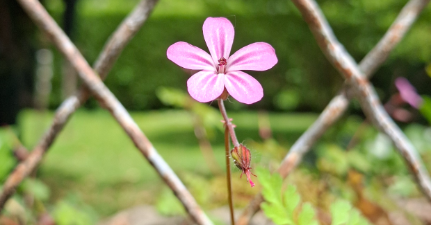 À la petite fleur sauvage