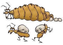 Termites