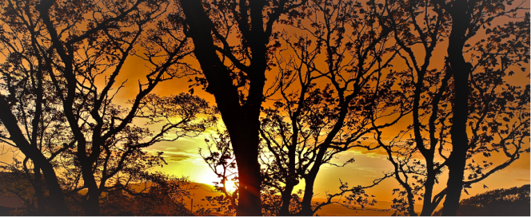 Le chant de l’arbre amazonien