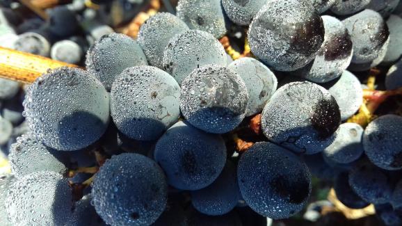 Passion vin