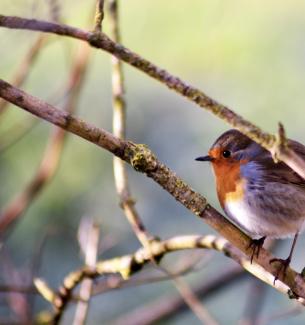 Soyons oiseaux