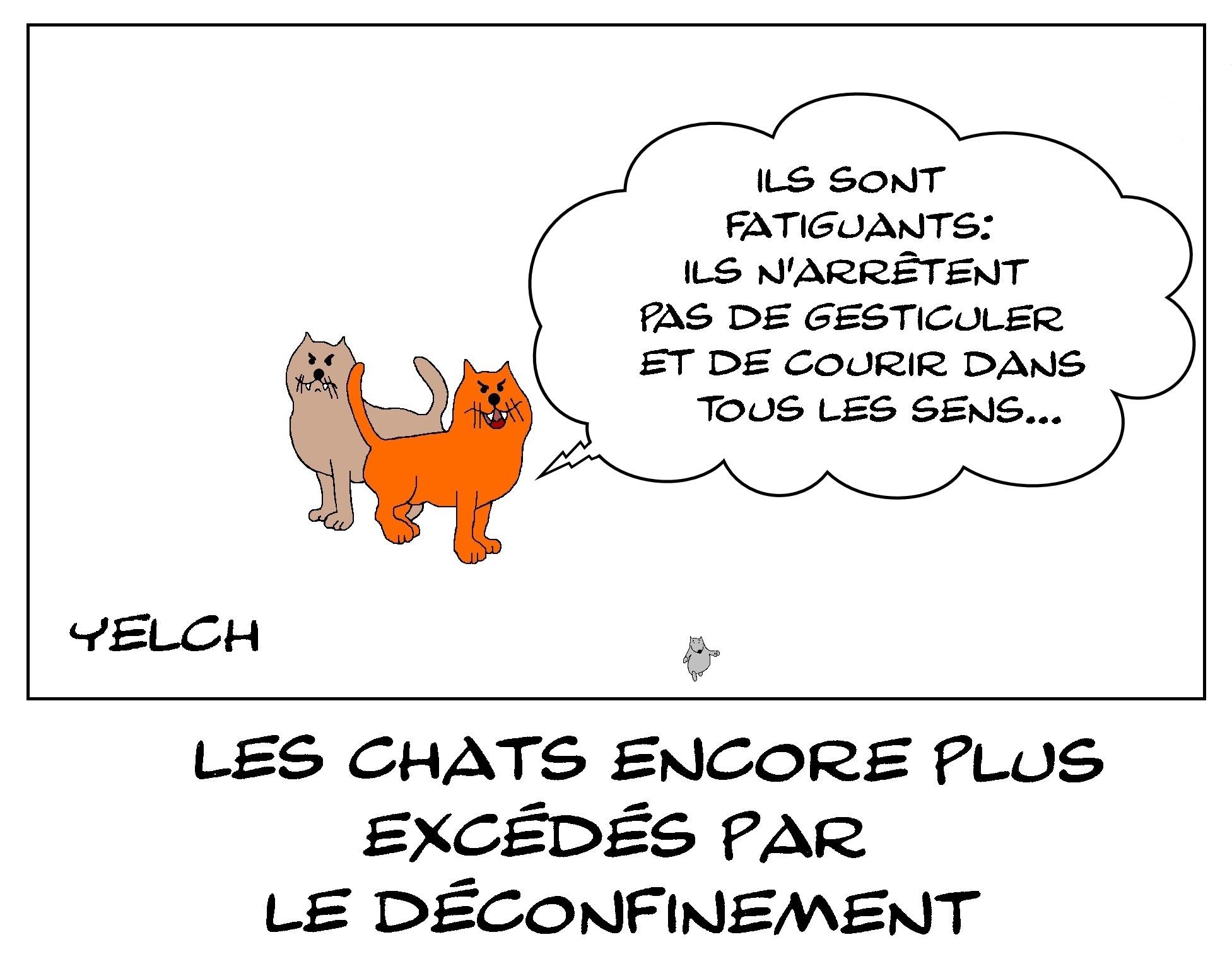 les chats apprécient encore moins le déconfinement