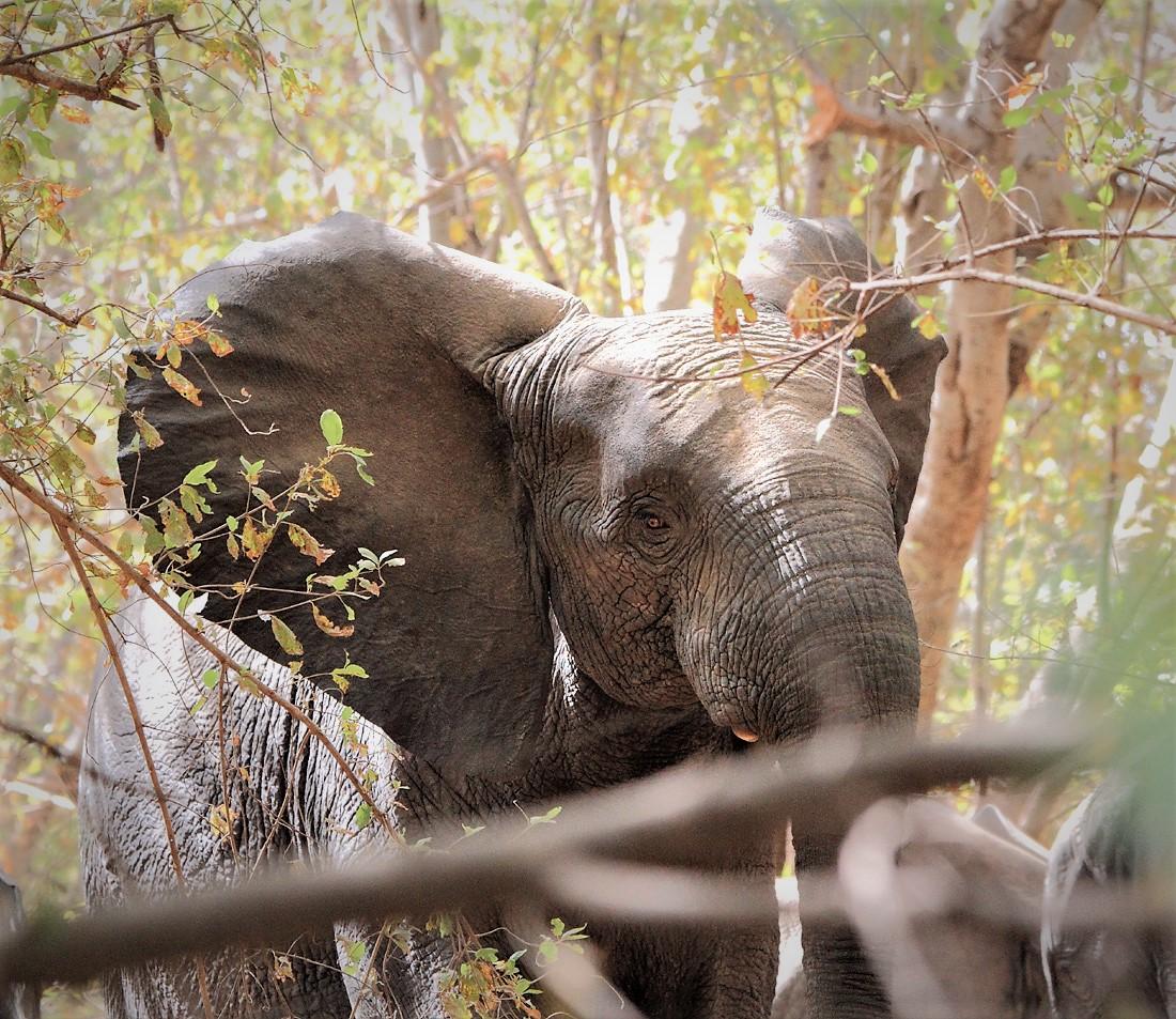 A la poursuite des éléphants