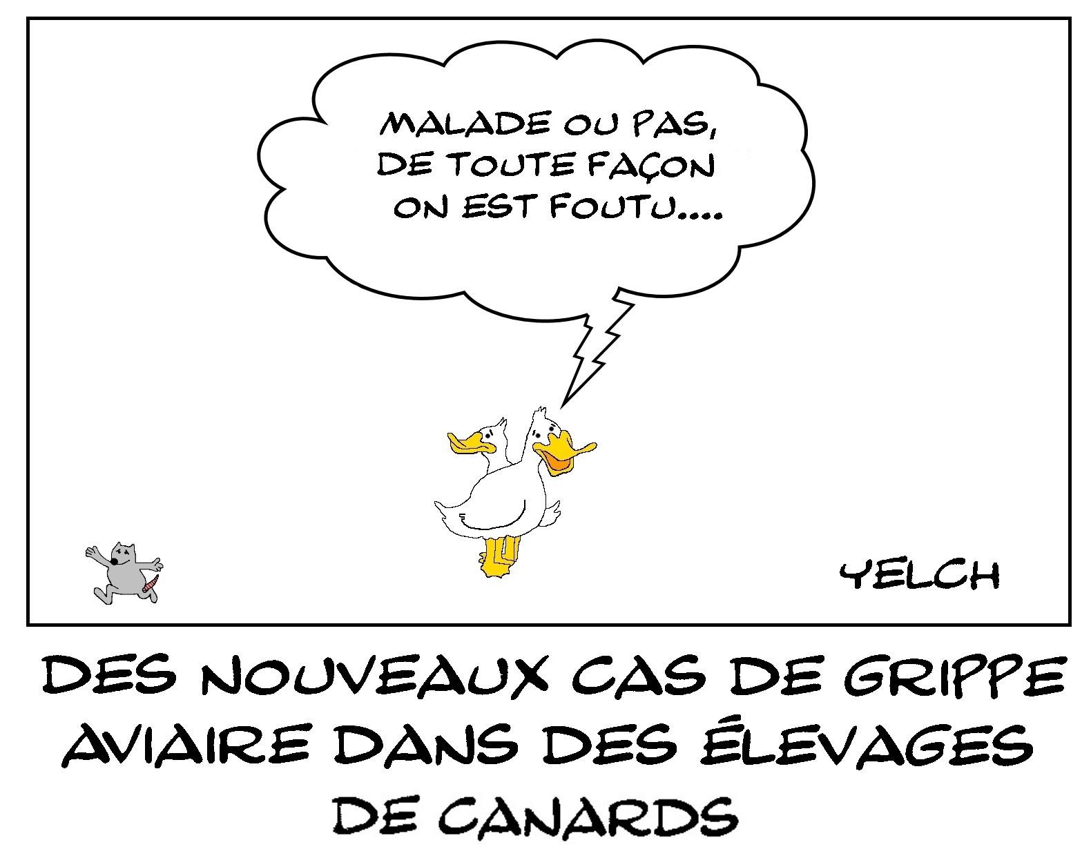La grippe aviaire est de retour