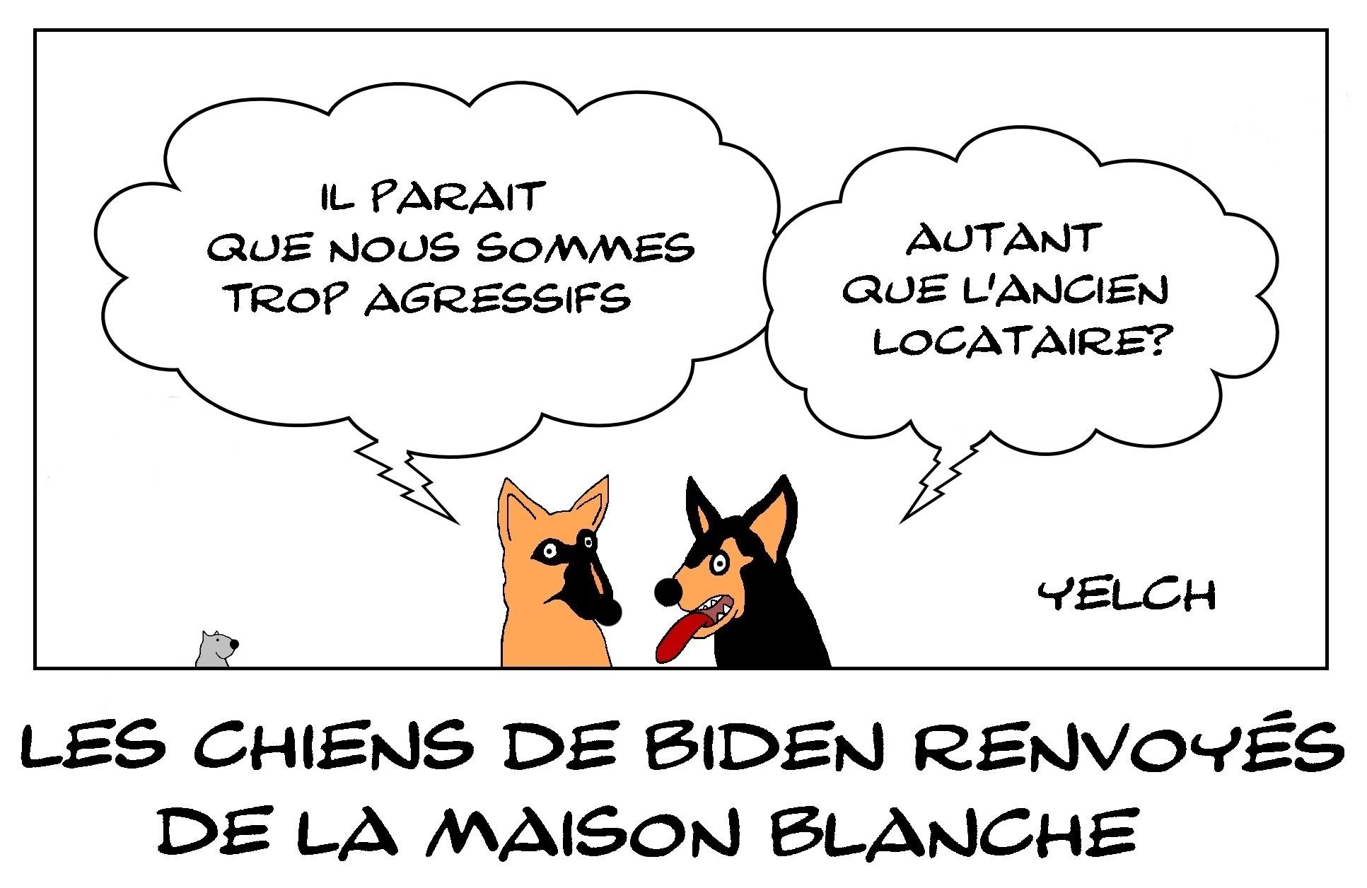 Agressivité à quatre pattes à la Maison Blanche