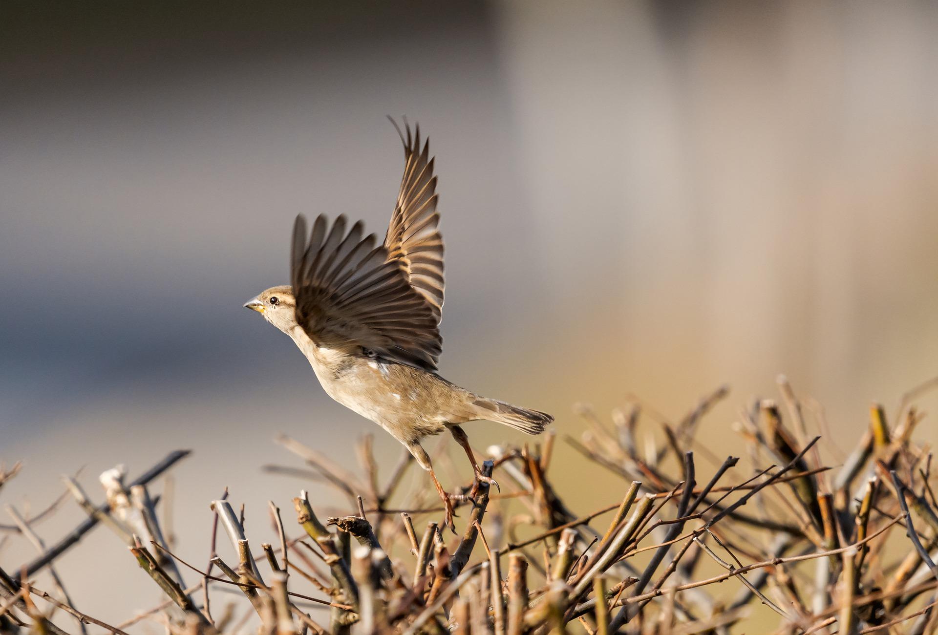 L'agrobate roux : un bel oiseau qui disparaît et dont vous ignoriez son existence