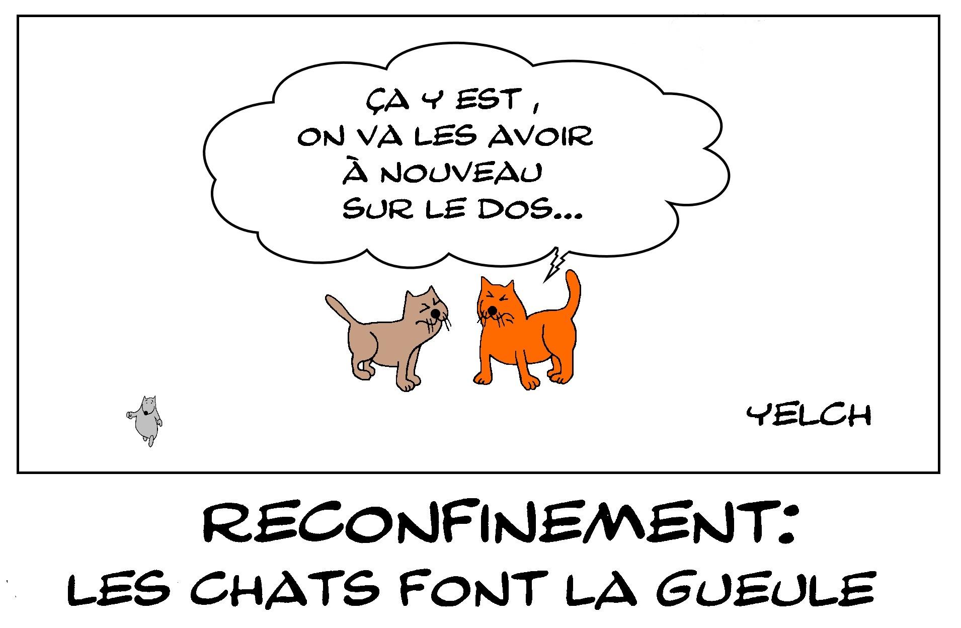 La gente féline n'apprécie pas le confinement
