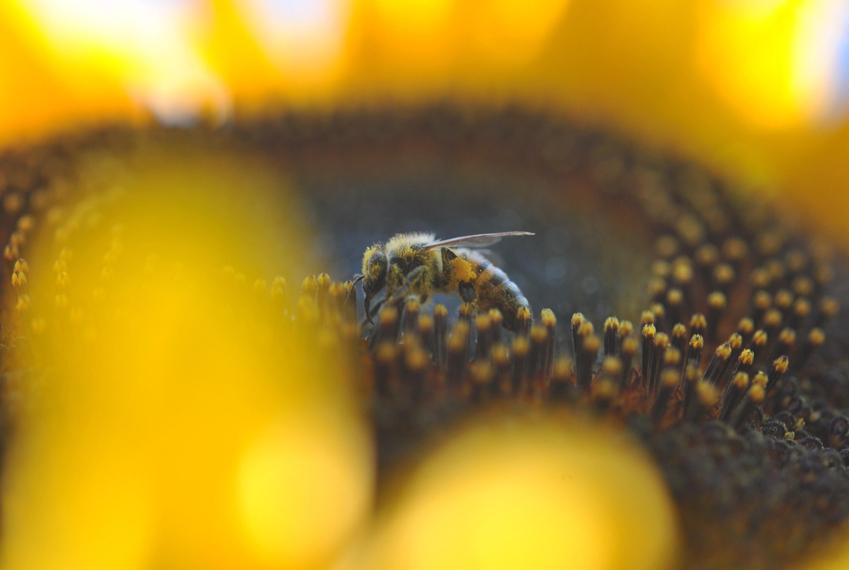 Abeilles