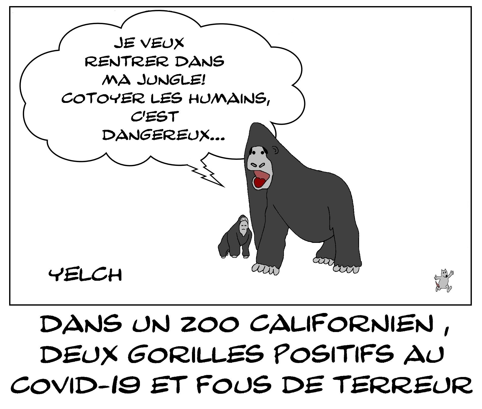 Gorilles flippés