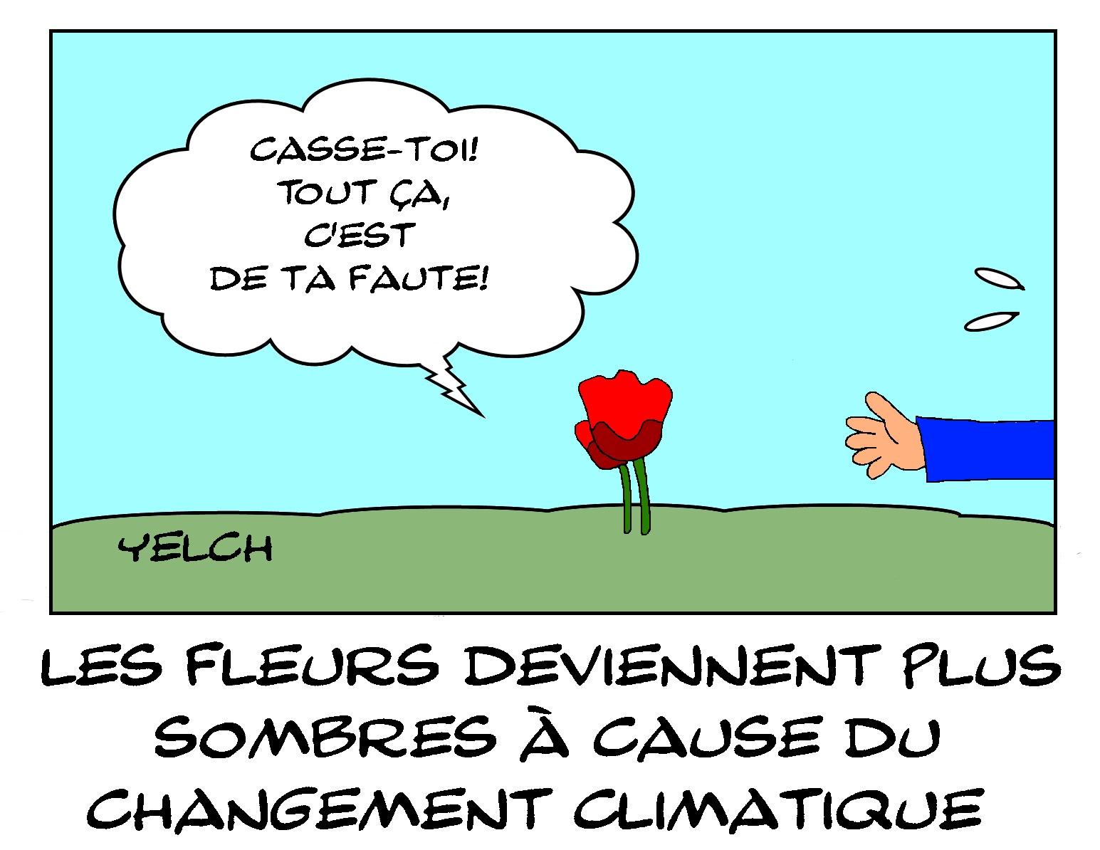 Les fleurs deviennent plus sombres à cause du réchauffement climatique