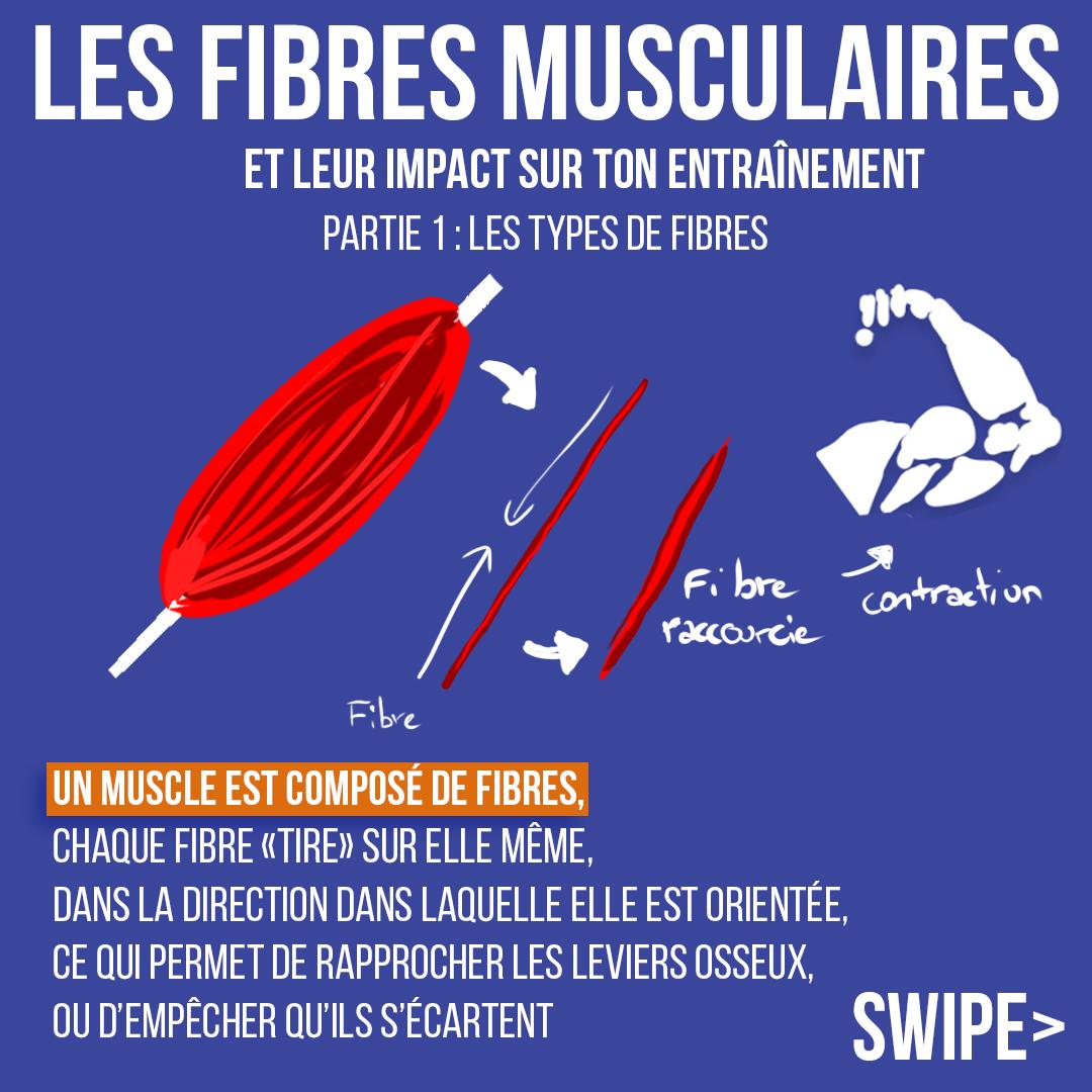 Les fibres musculaires et leur impact sur ton entraînement
