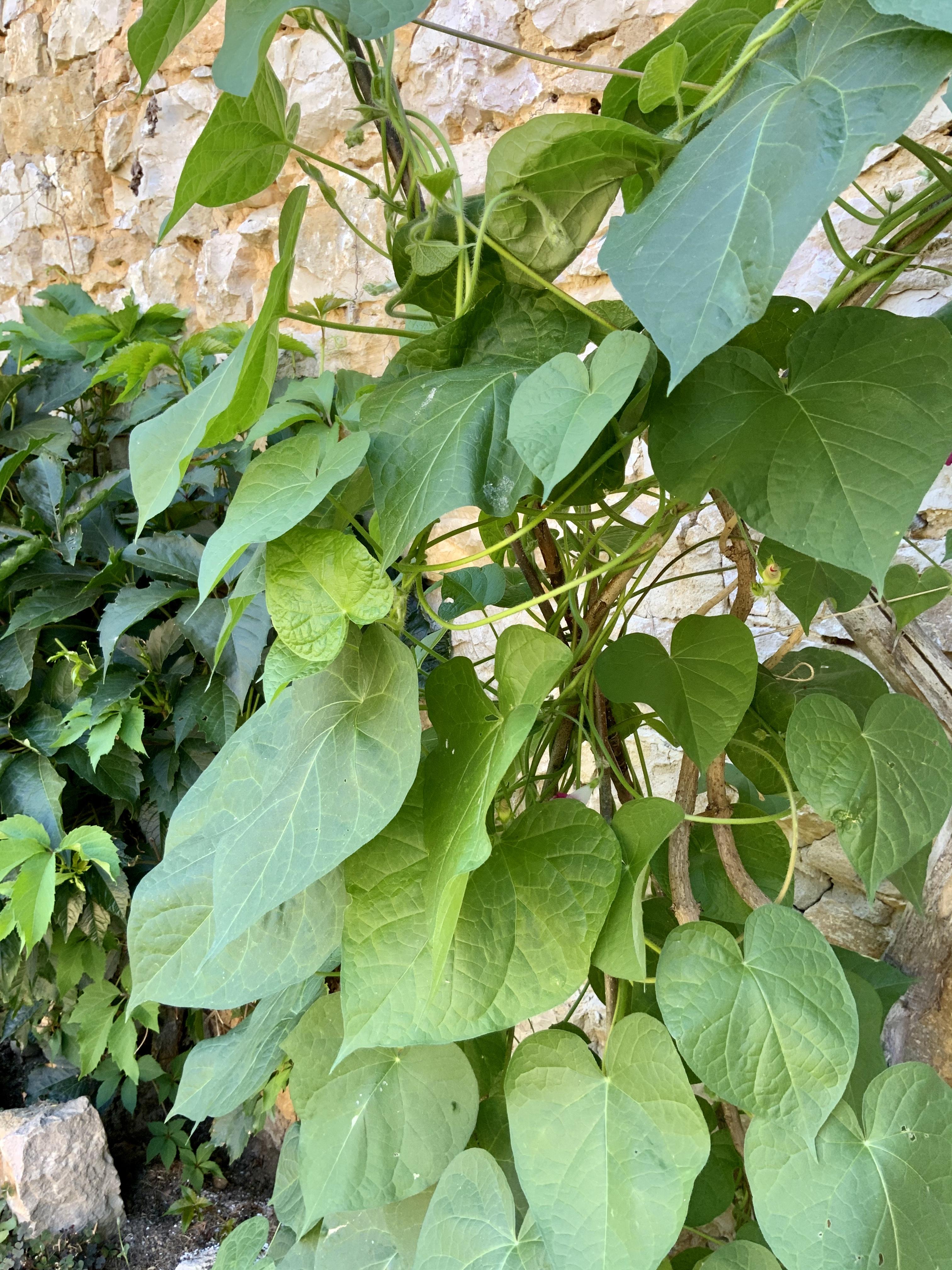 Le jardin du 31 Juillet