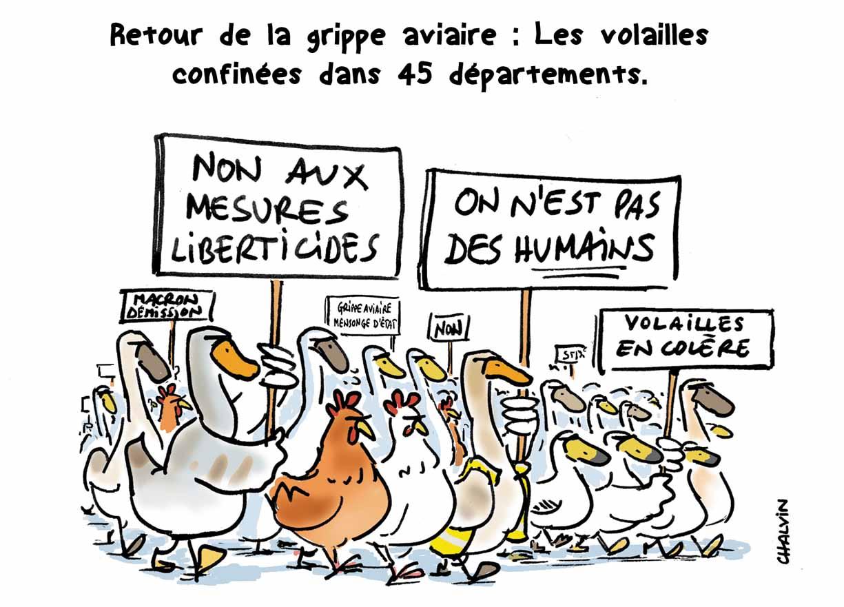 Grippe aviaire le confinement de trop !