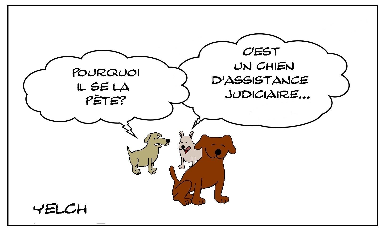 chien médiateur