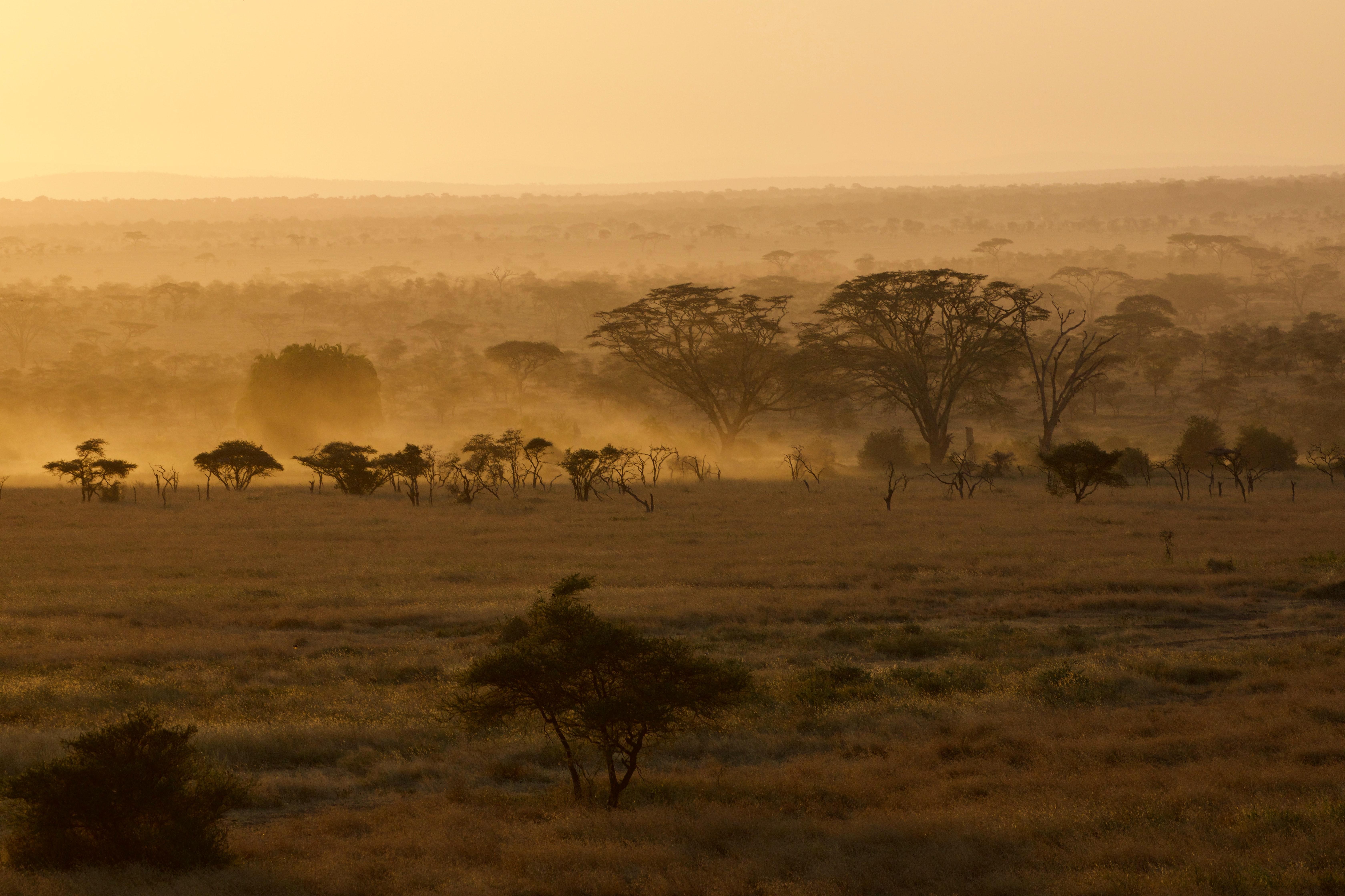 Faune sud-africaine (1)