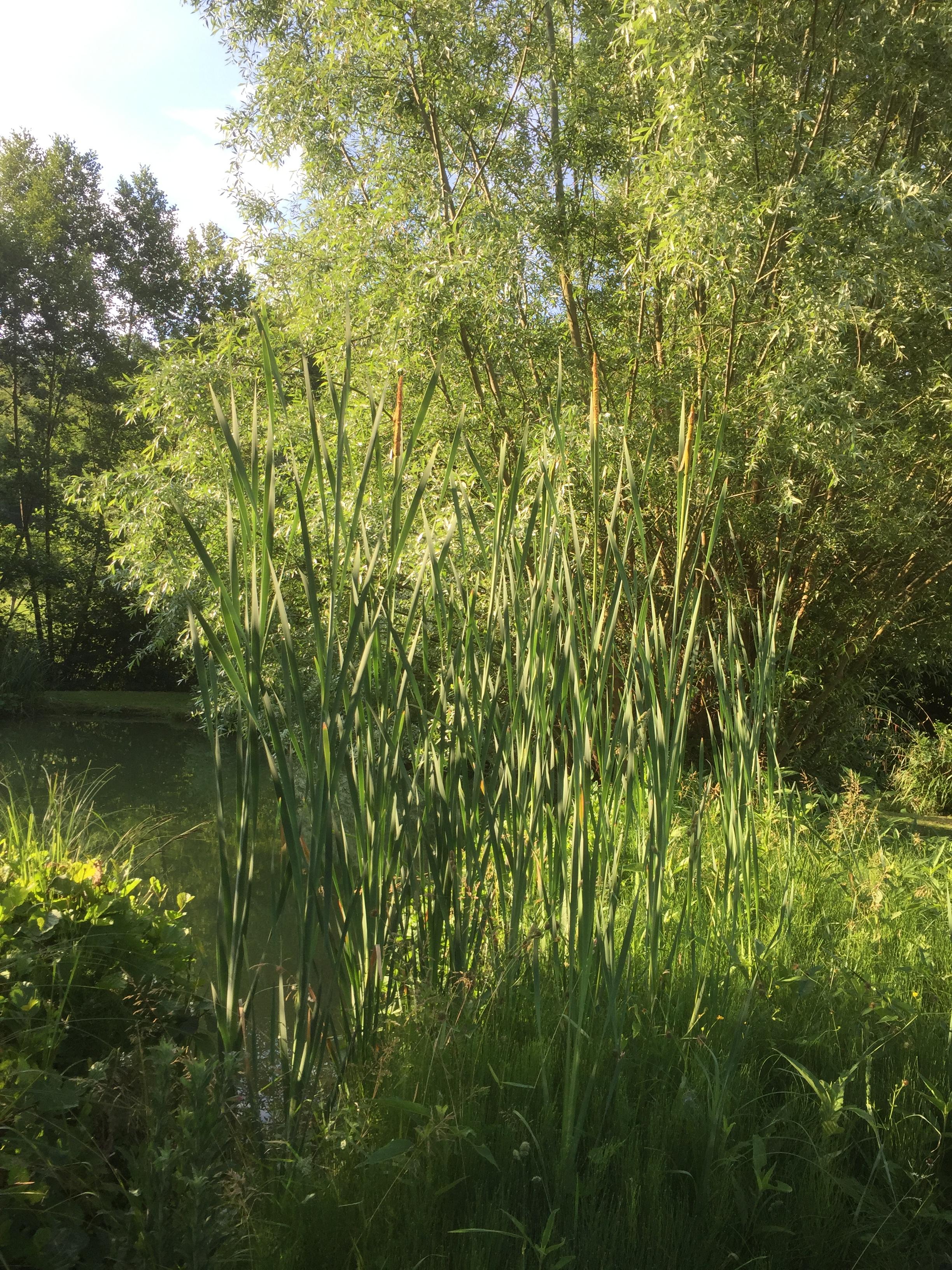 Le jardin du 5 Octobre - la poule d'eau