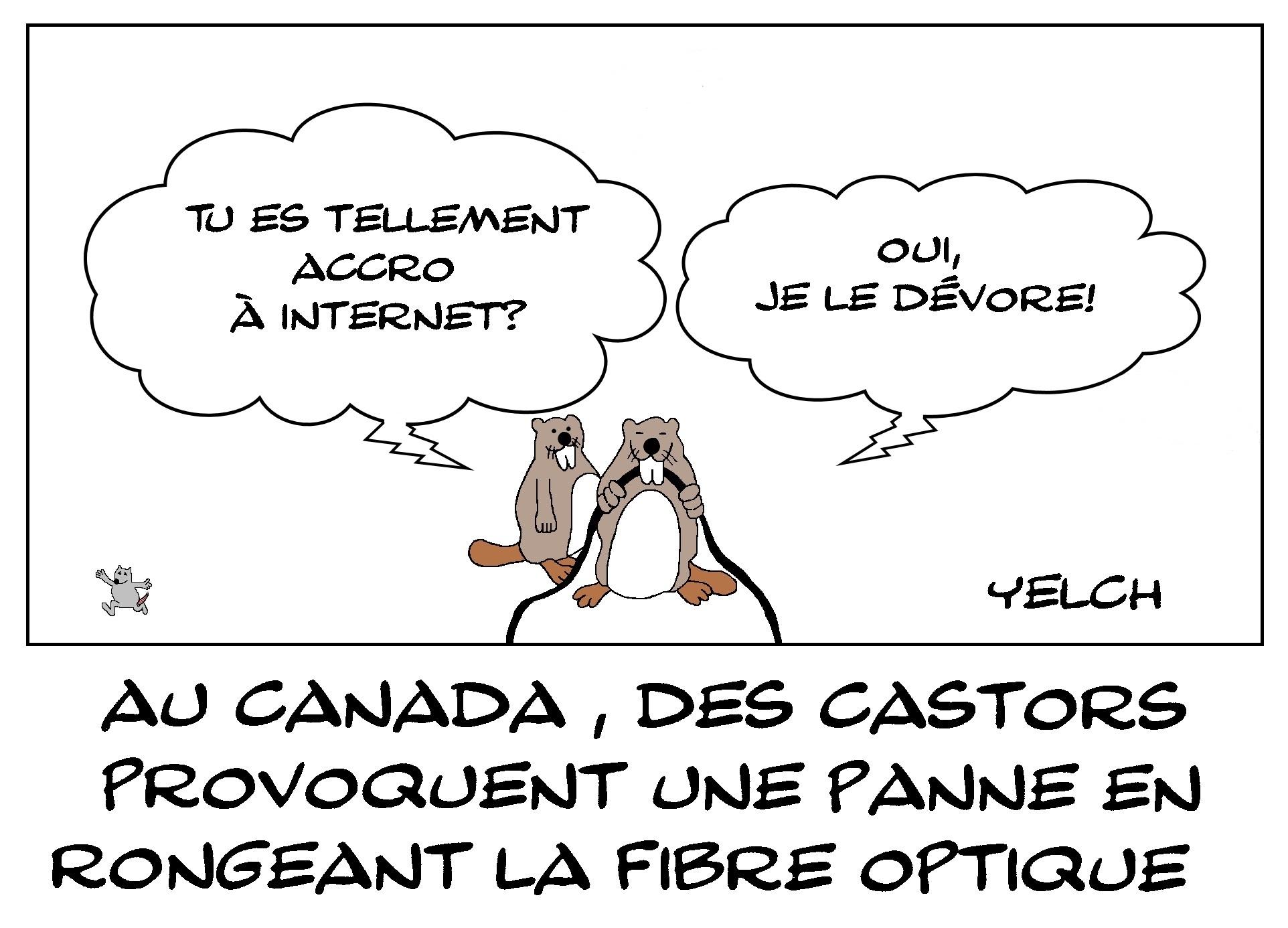 Castors fans d'internet