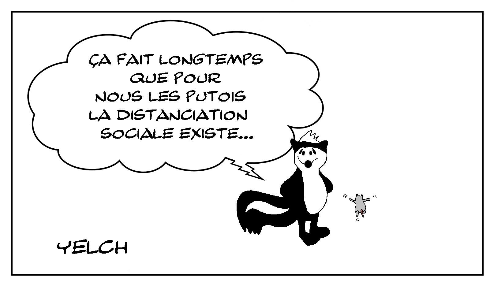 les putois s'y connaissent en distanciation sociale