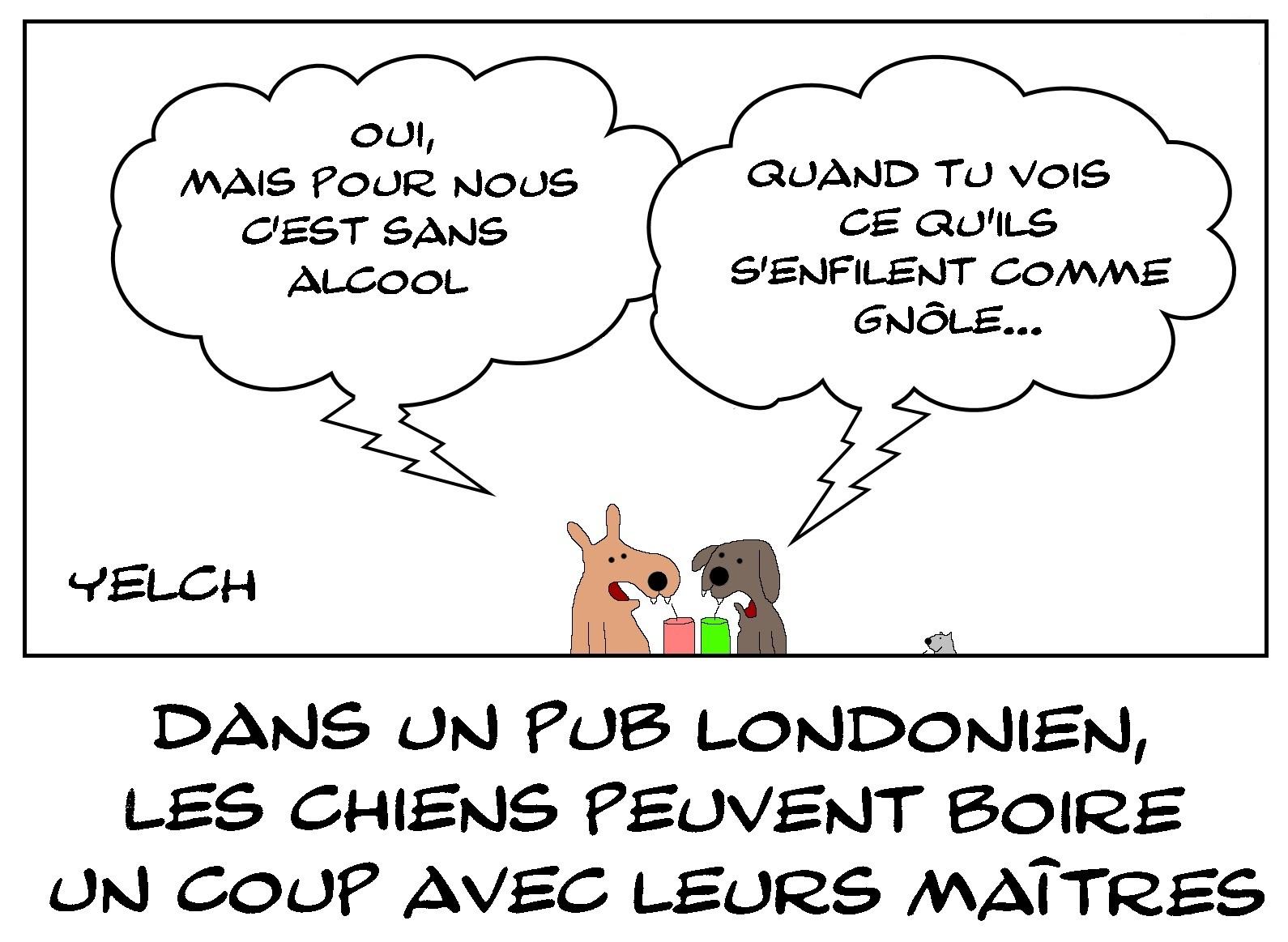 Pas d'alcool pour les clebs
