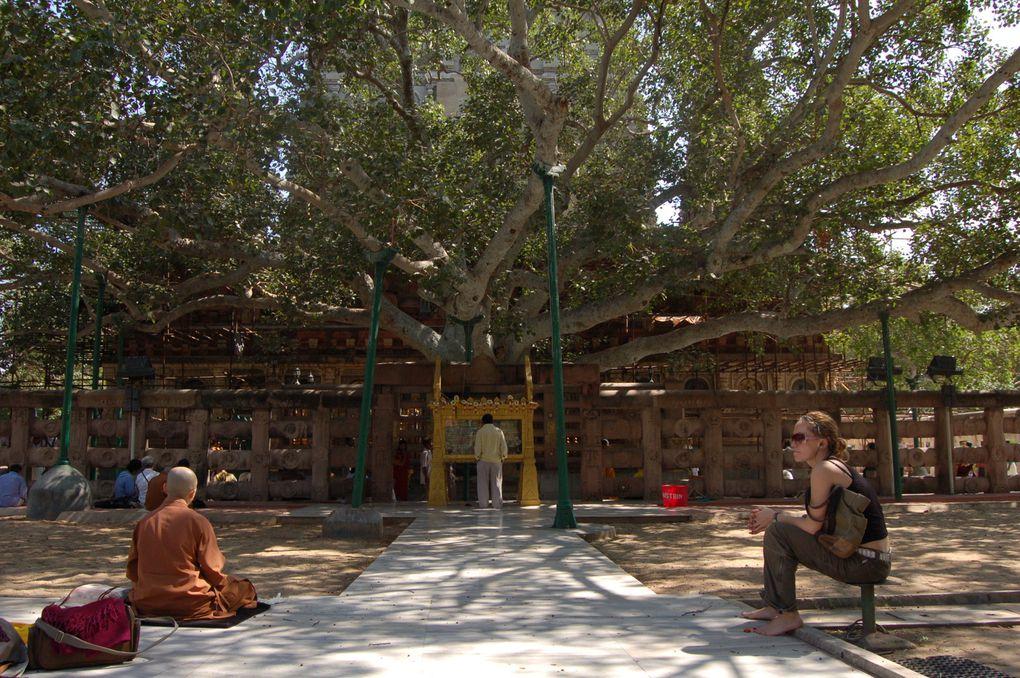 Sur les traces du Bouddha