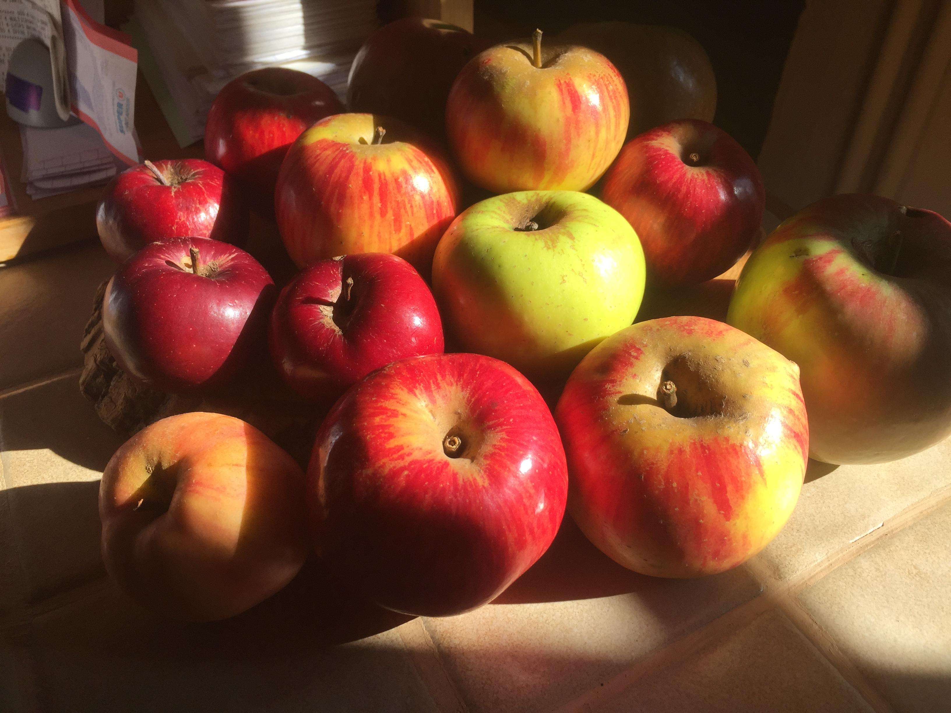 Le jardin frais du 15 Octobre