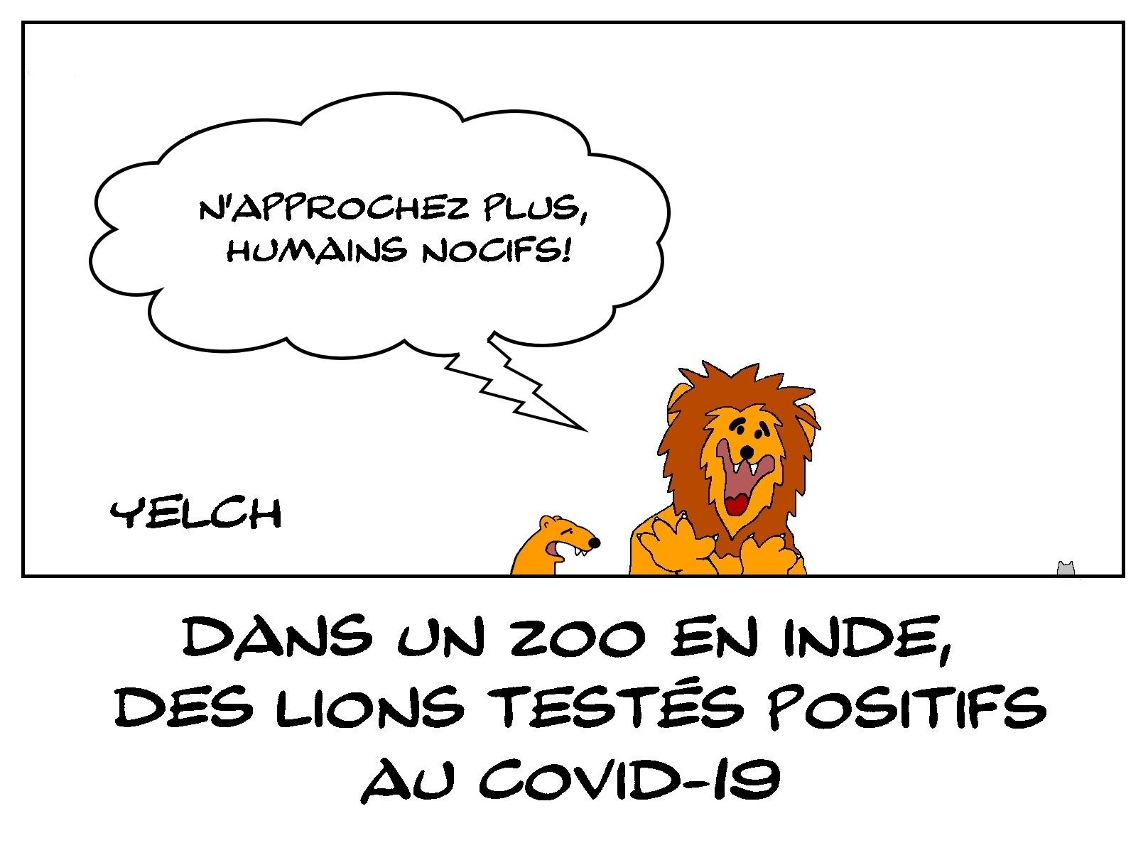 Lions positifs au Covid-19 et pas rassurés du tout