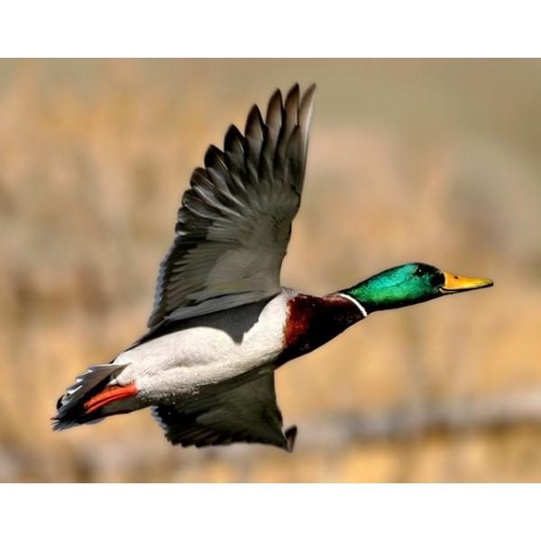 Je suis un Canard
