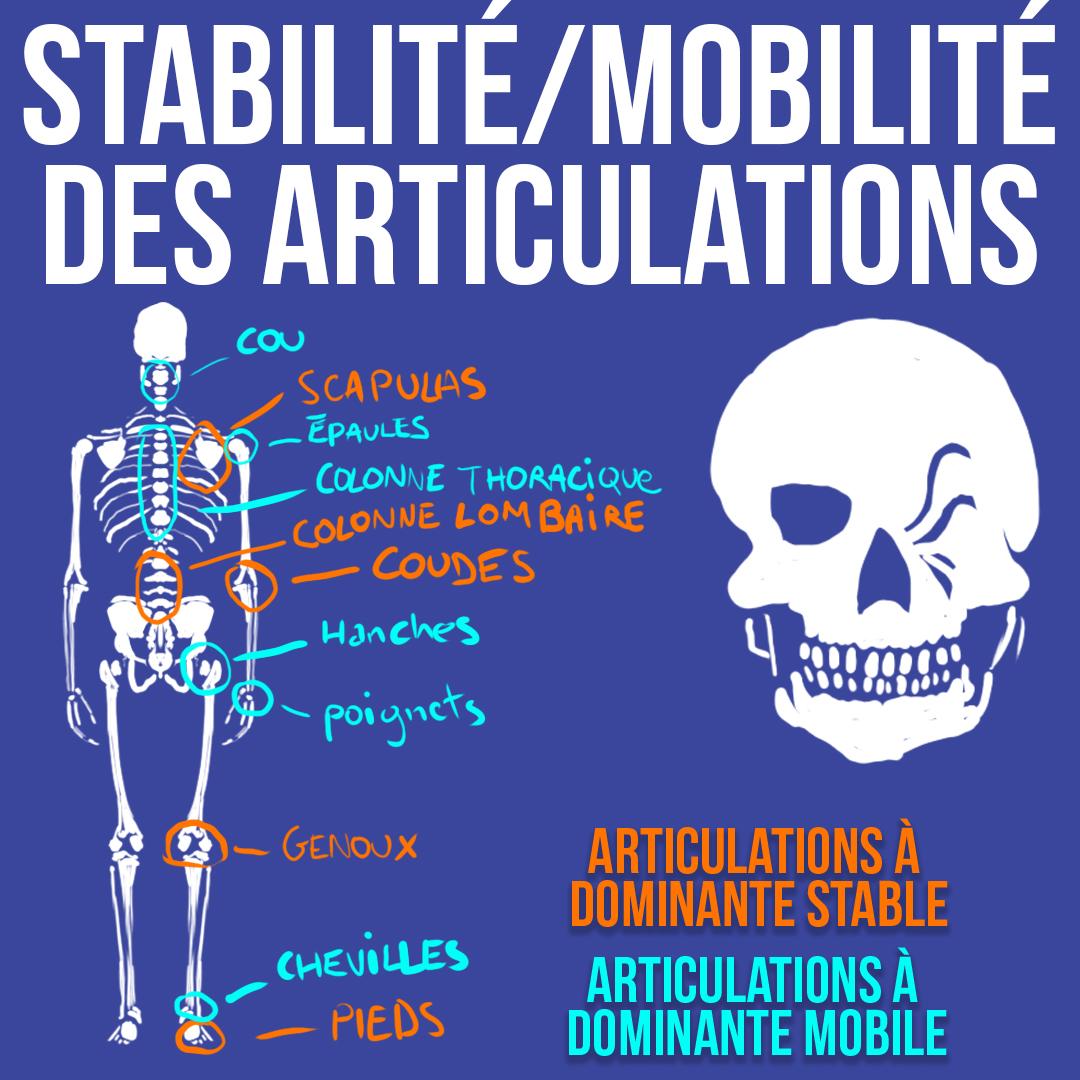 Stabilité/mobilité des articulations
