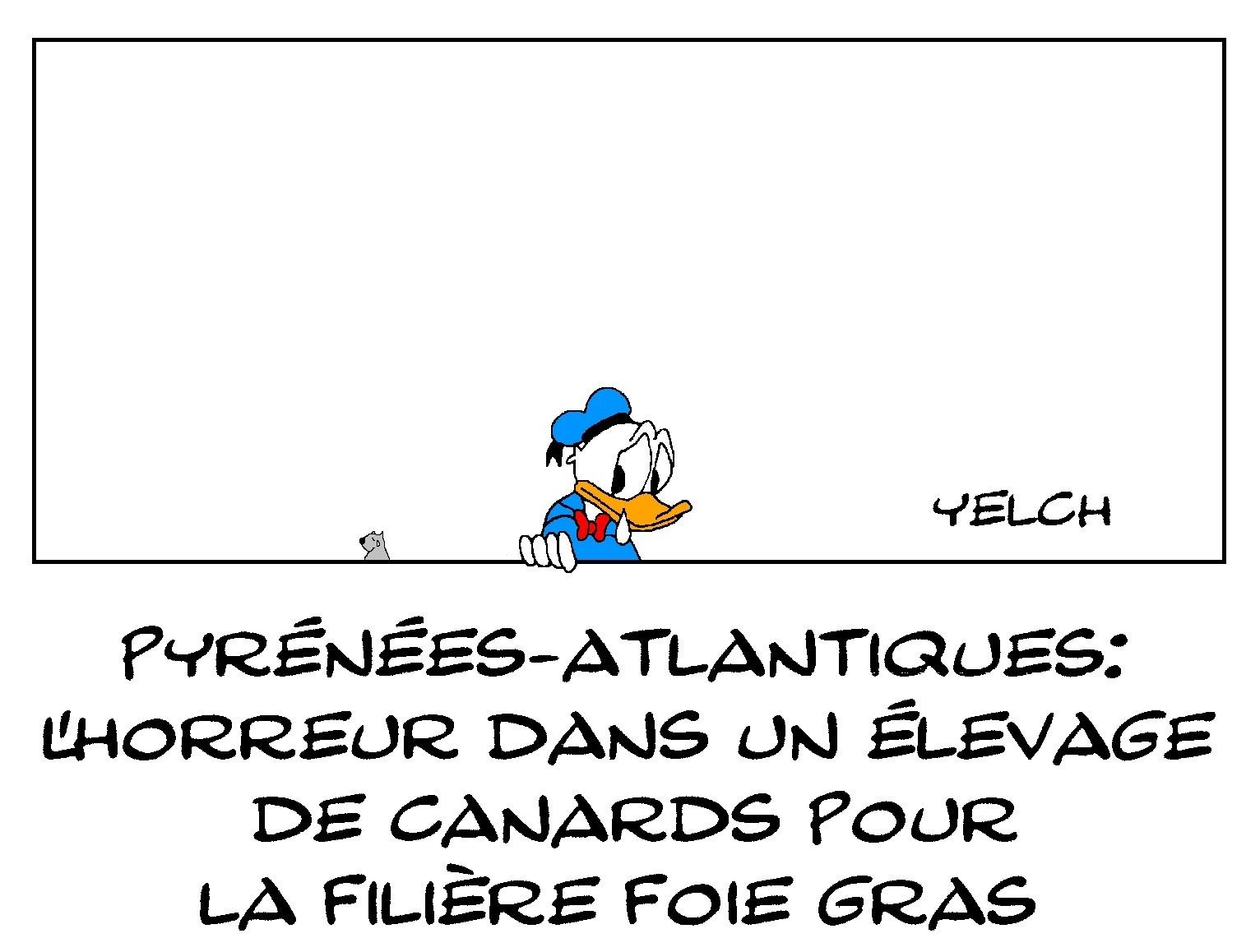 l'enfer dans les élevages de canards?