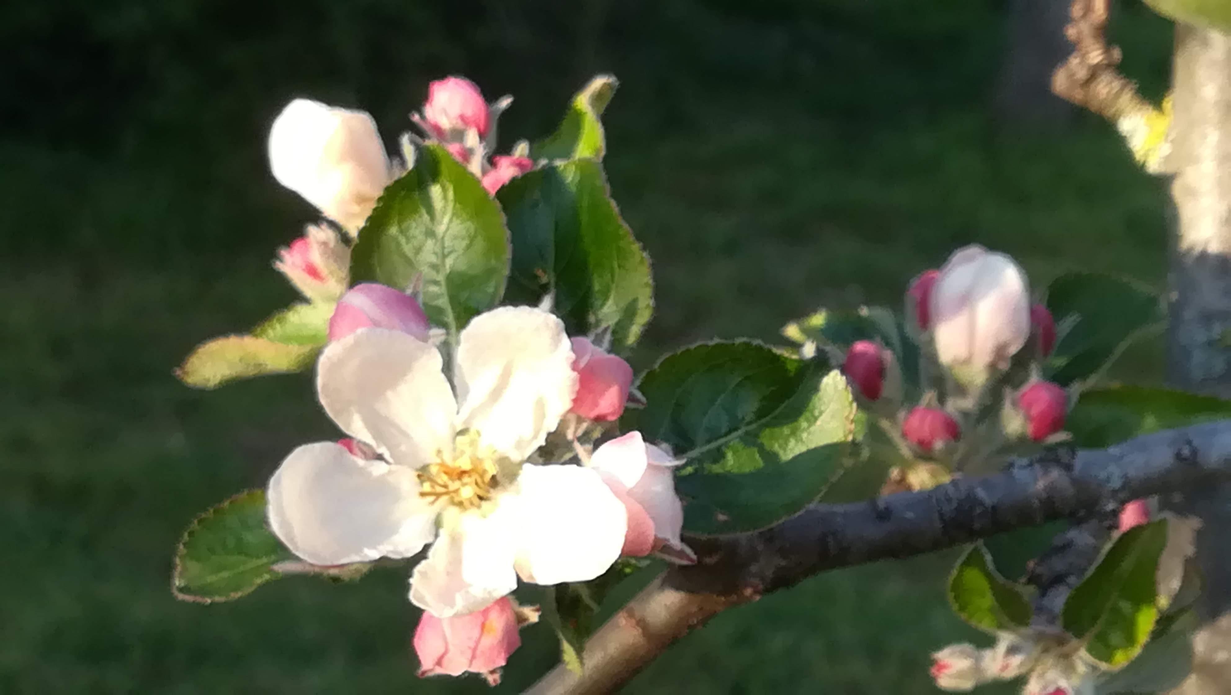 Le printemps