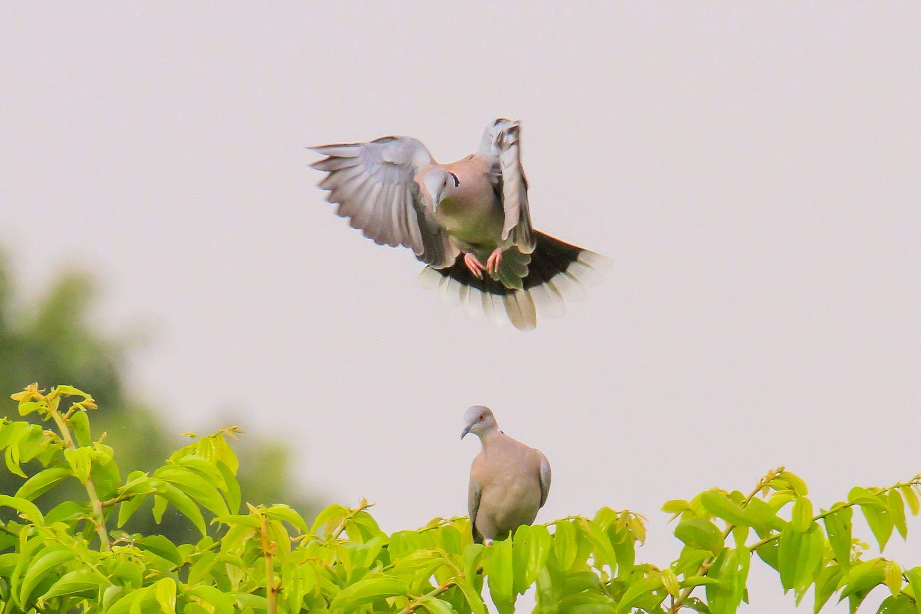 Quelques Oiseaux d'Afrique de l'Ouest