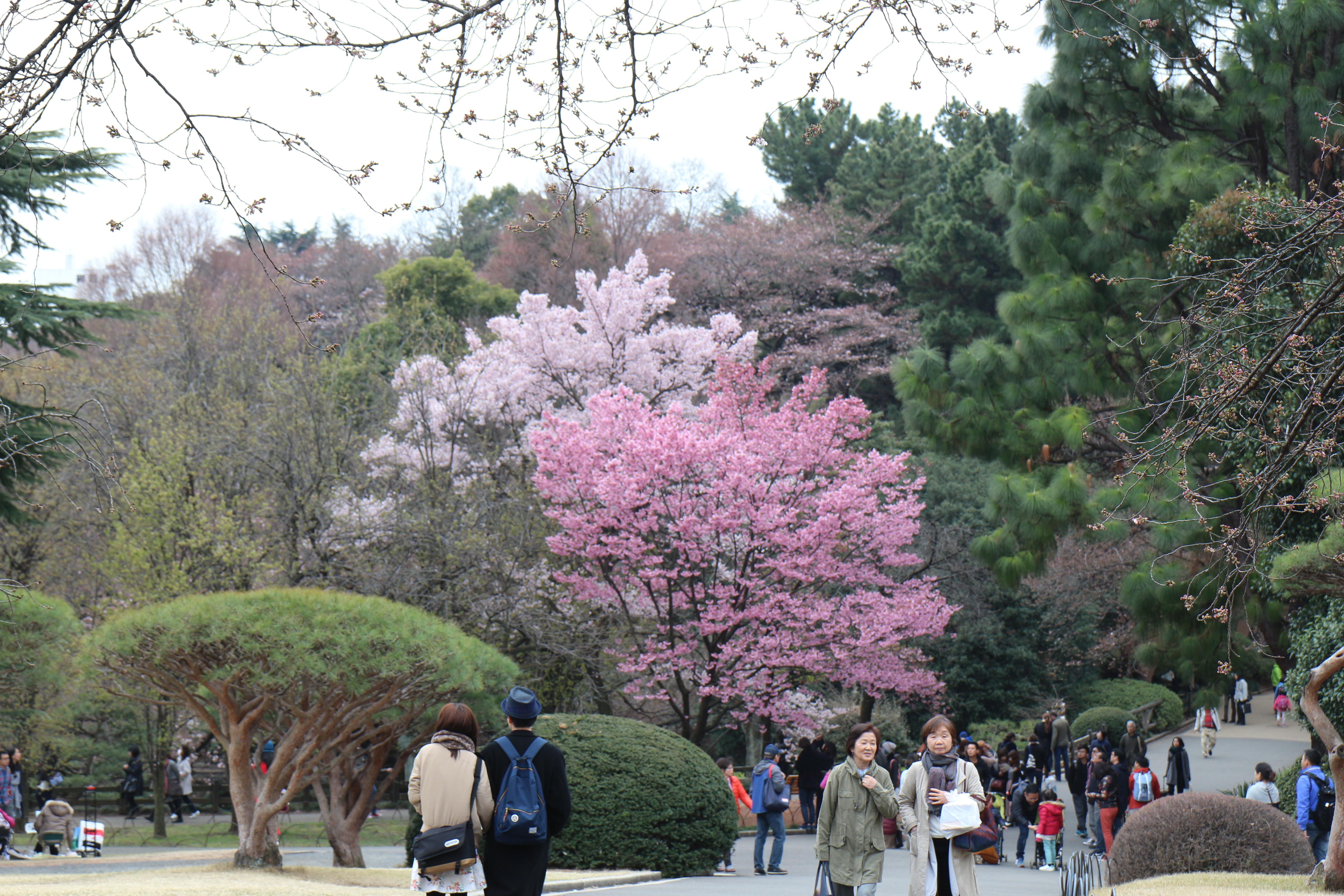 Jour 4, matin (Parc de Shinjuku)