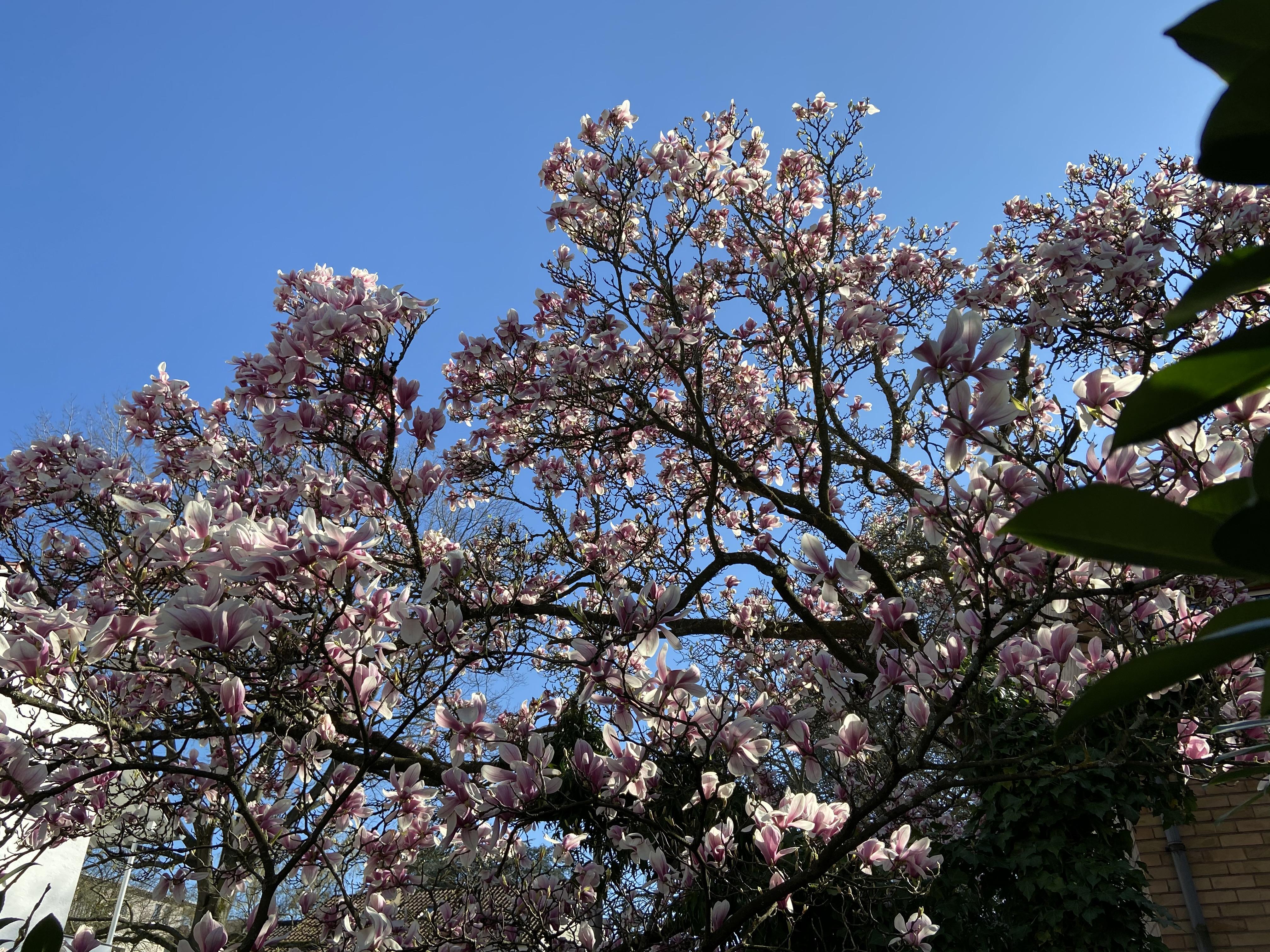 Bourgeons de confinement