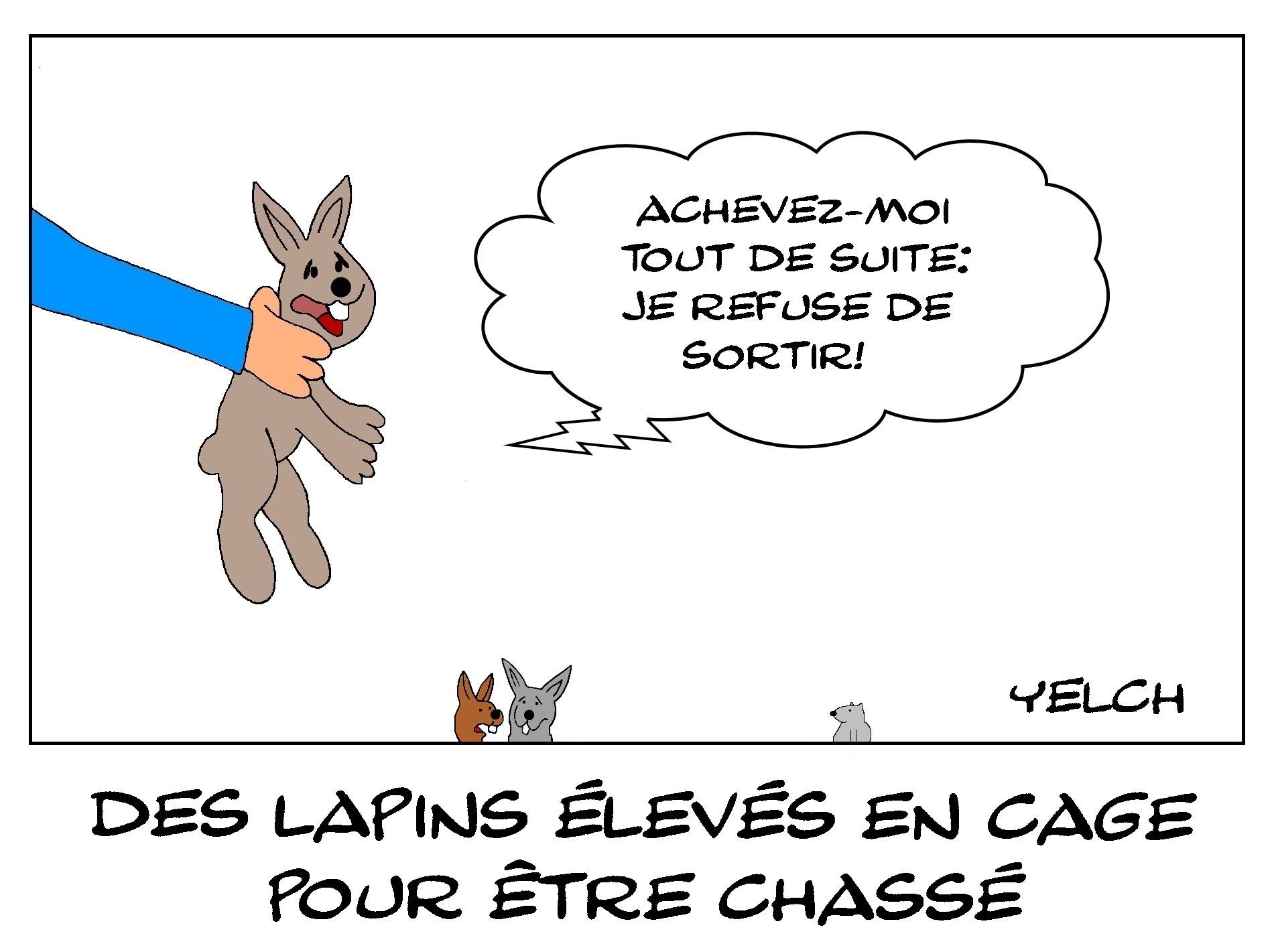 Lapins de cage et de chasse